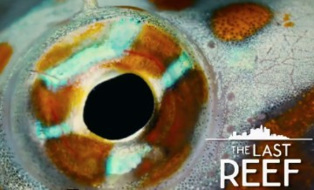 The Last Reef: Cities Beneath the Sea