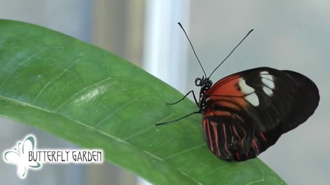 Butterfly Garden